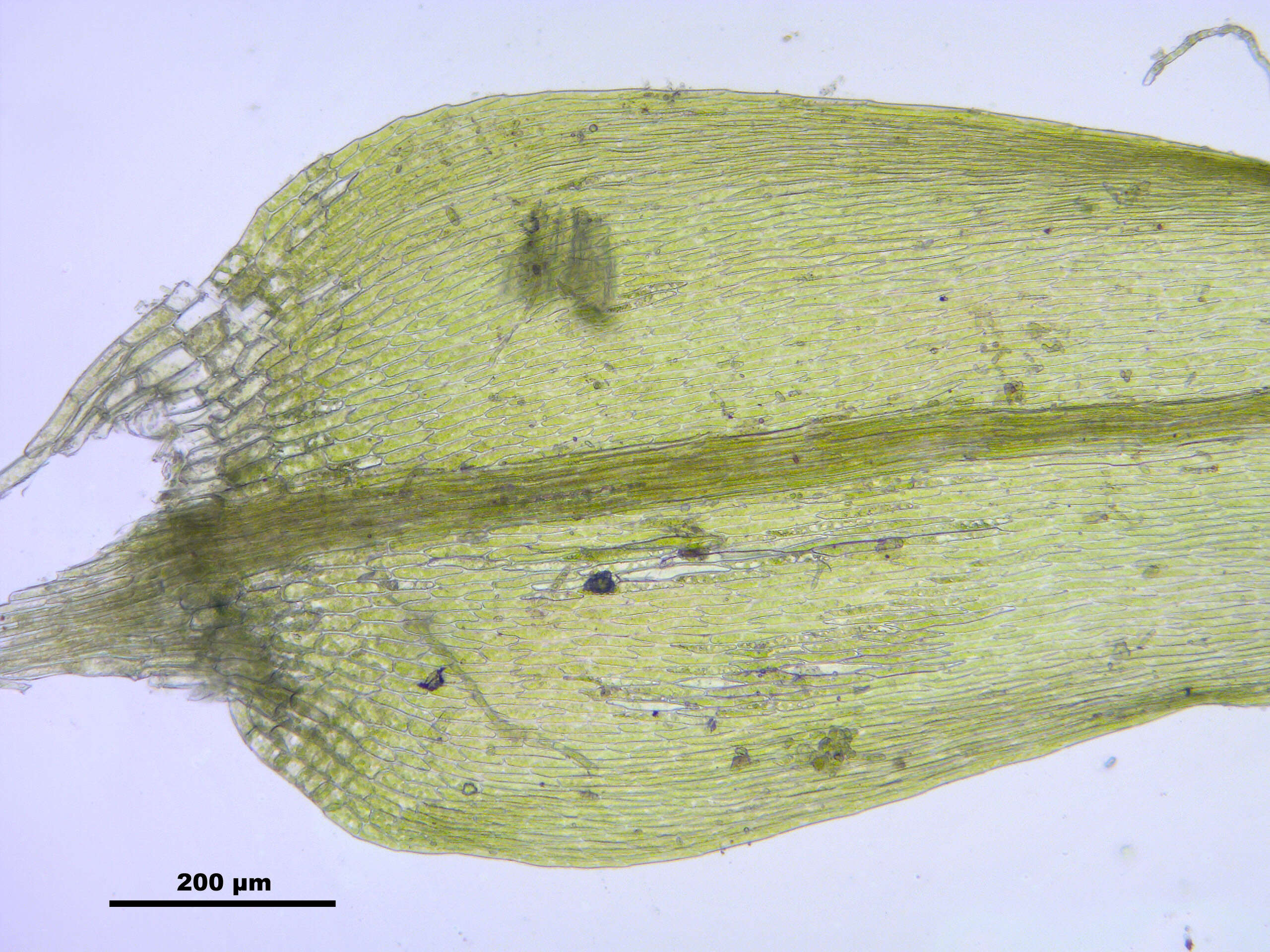 Image of leptodictyum moss