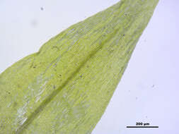 Image of leptodictyum moss