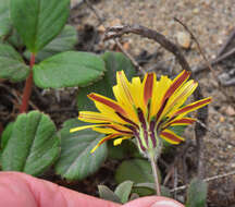 Image of woolly goat chicory