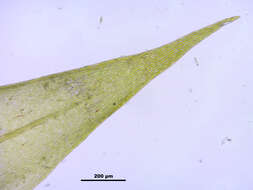 Image of leptodictyum moss