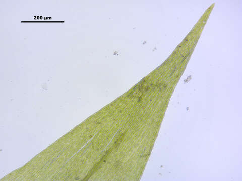 Image of leptodictyum moss