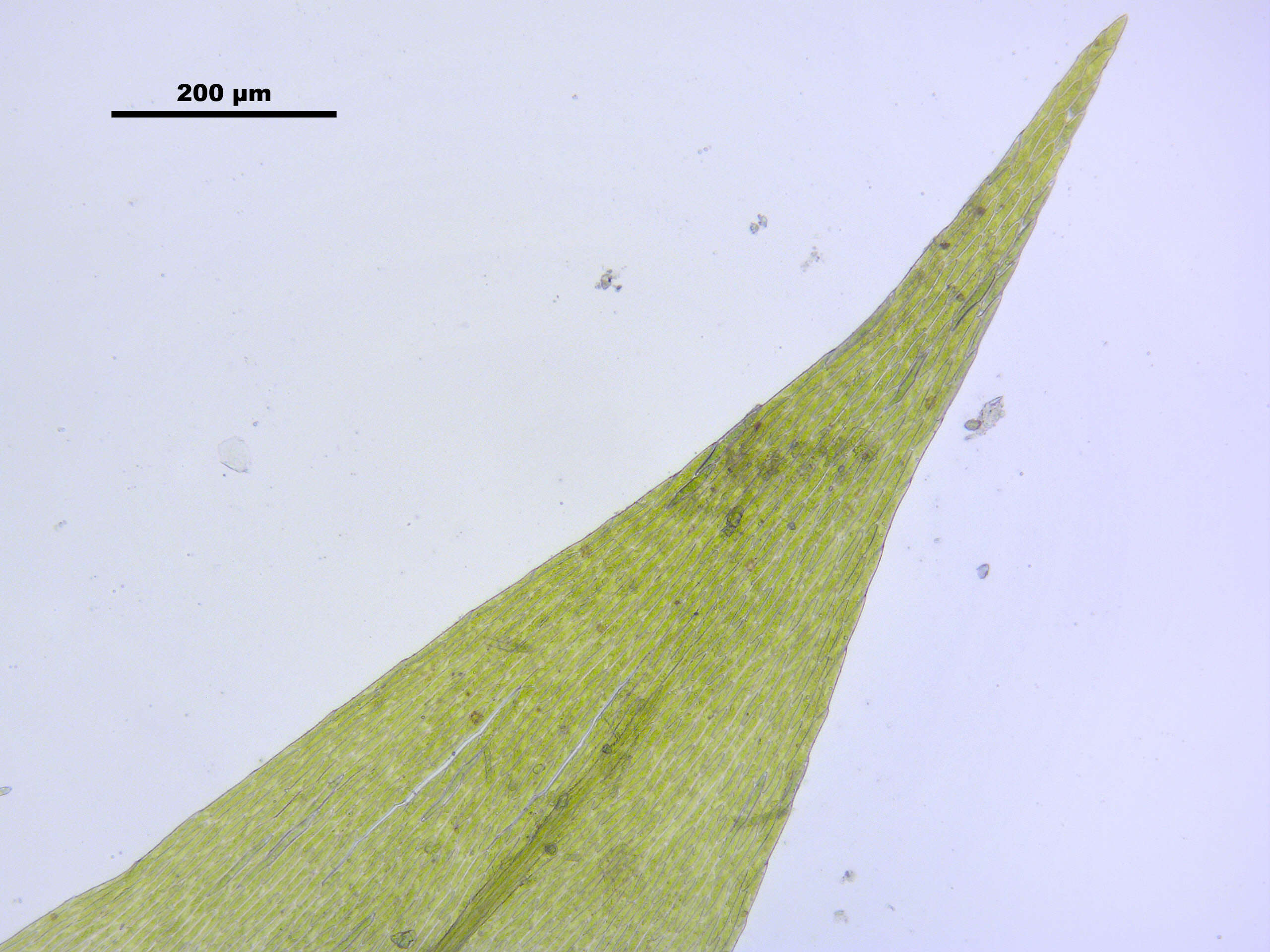 Image of leptodictyum moss