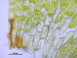 Image of leptodictyum moss