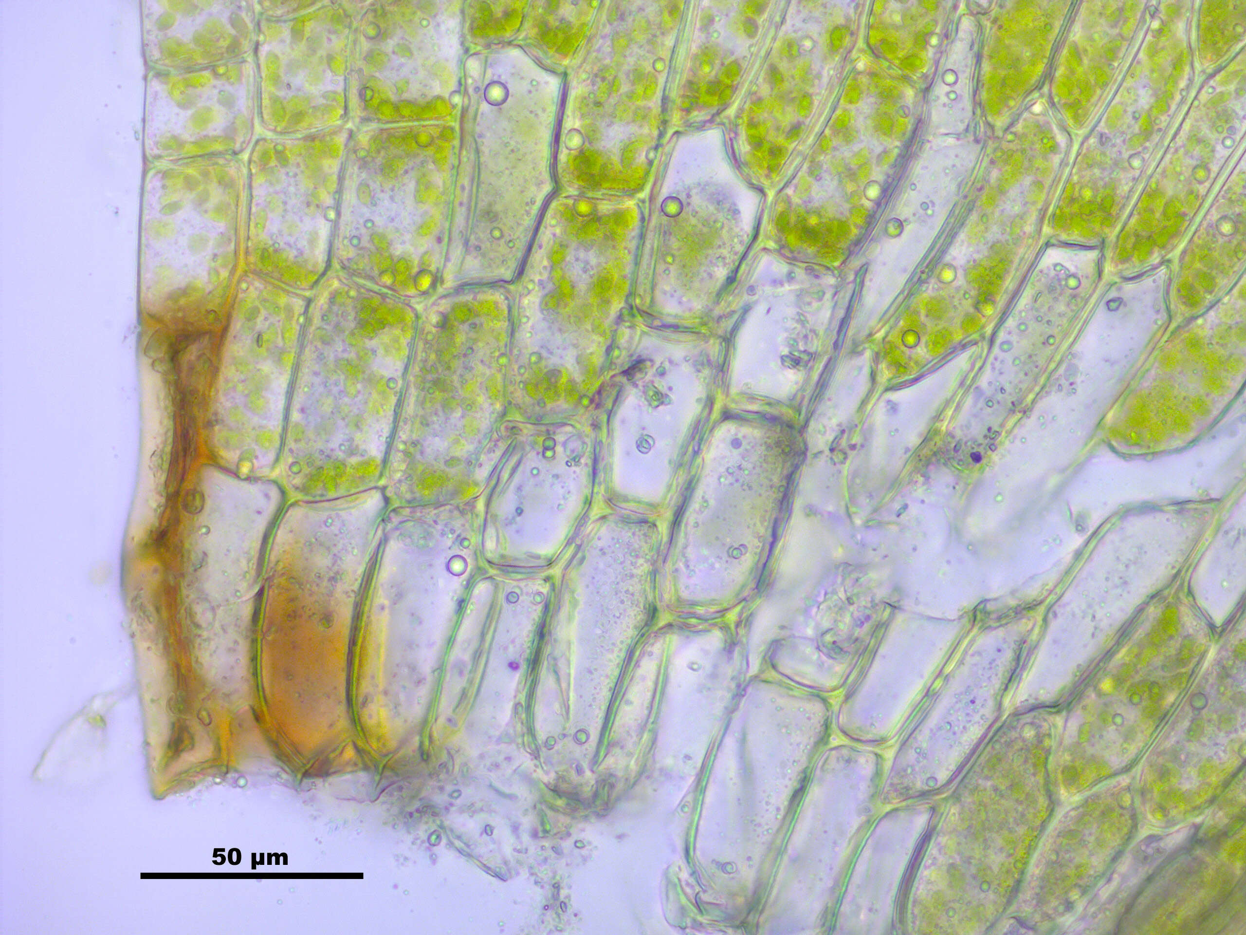 Image of leptodictyum moss