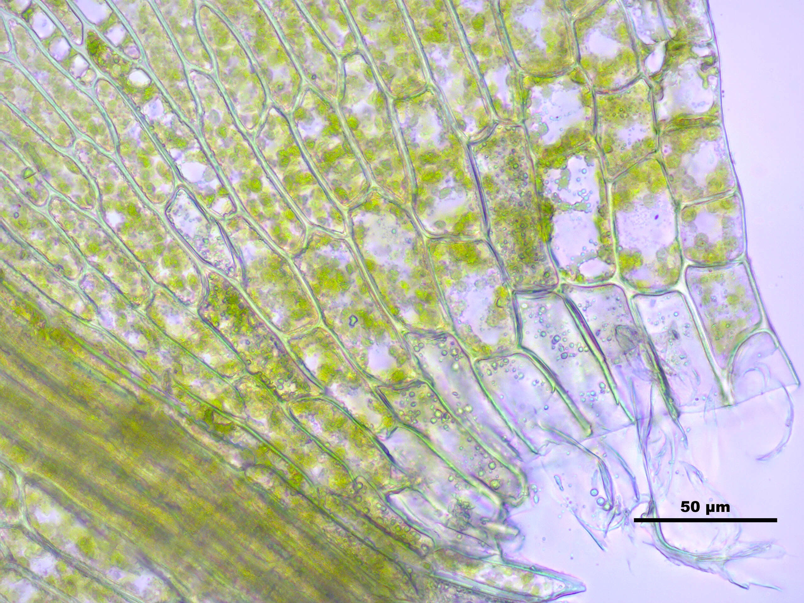 Image of leptodictyum moss