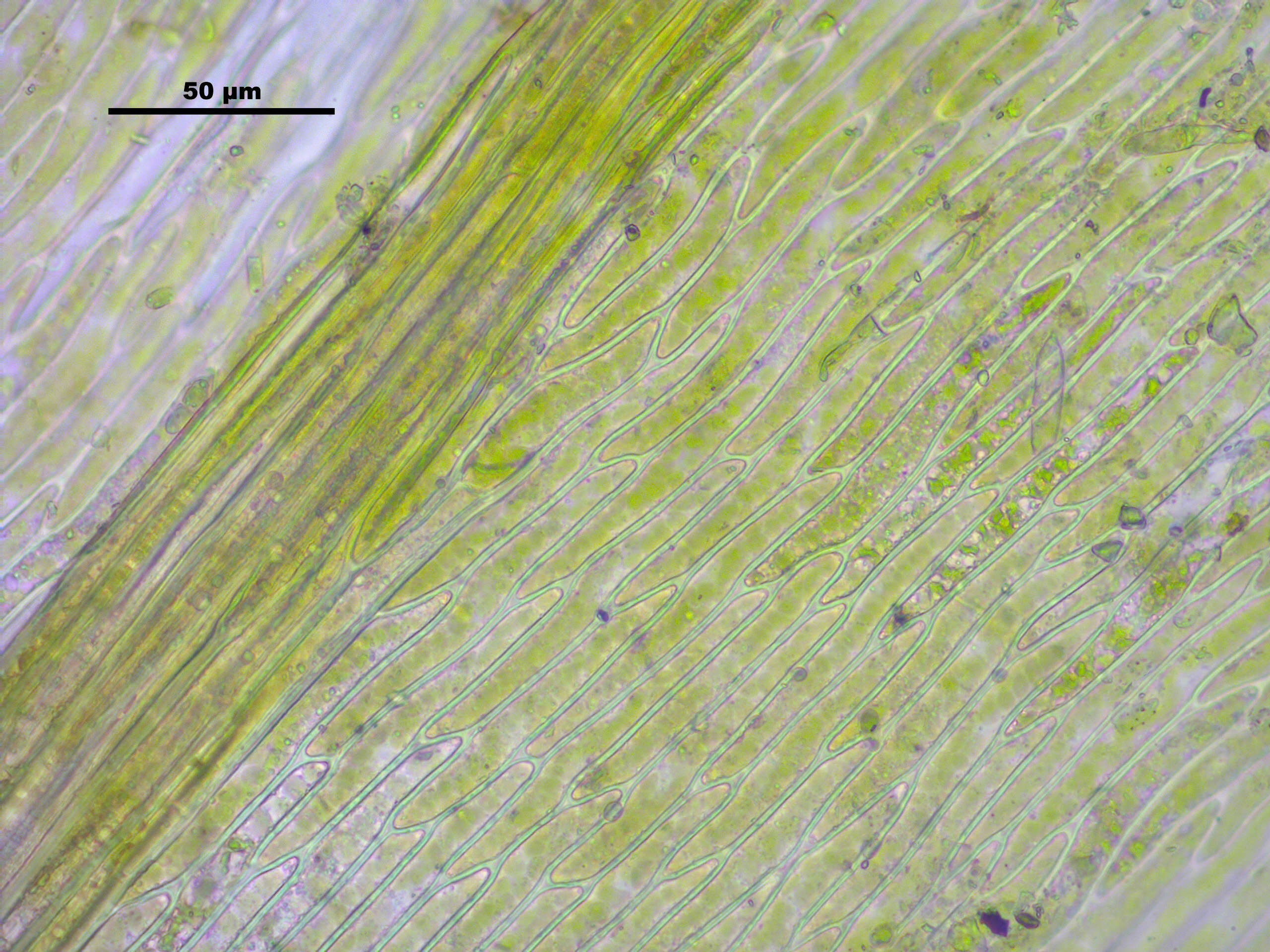 Image of leptodictyum moss