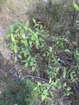 صورة Notelaea longifolia Vent.