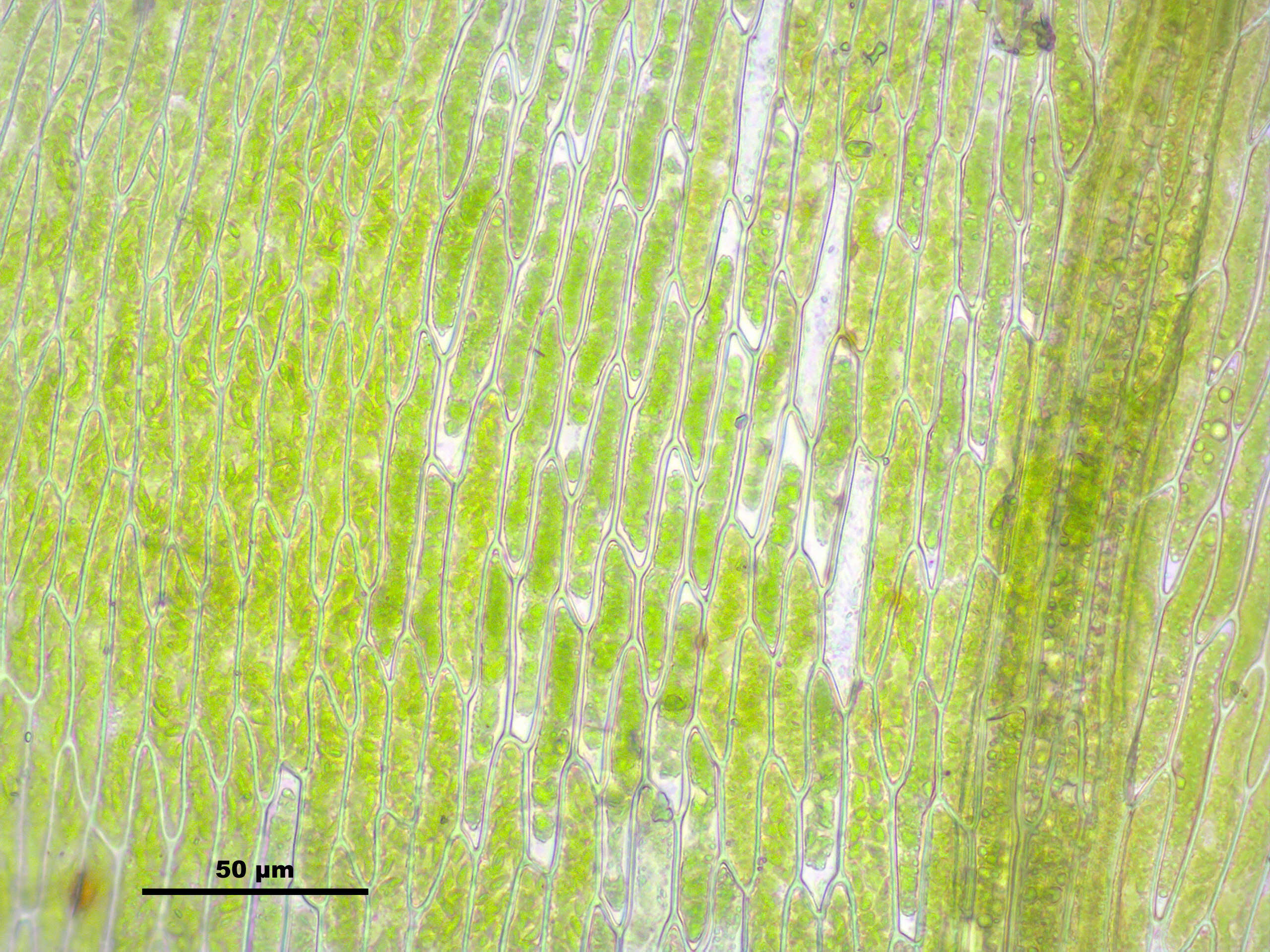 Image of leptodictyum moss