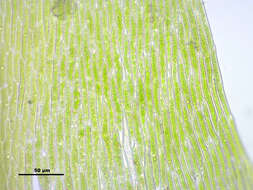 Image of leptodictyum moss