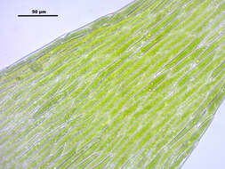 Image of leptodictyum moss