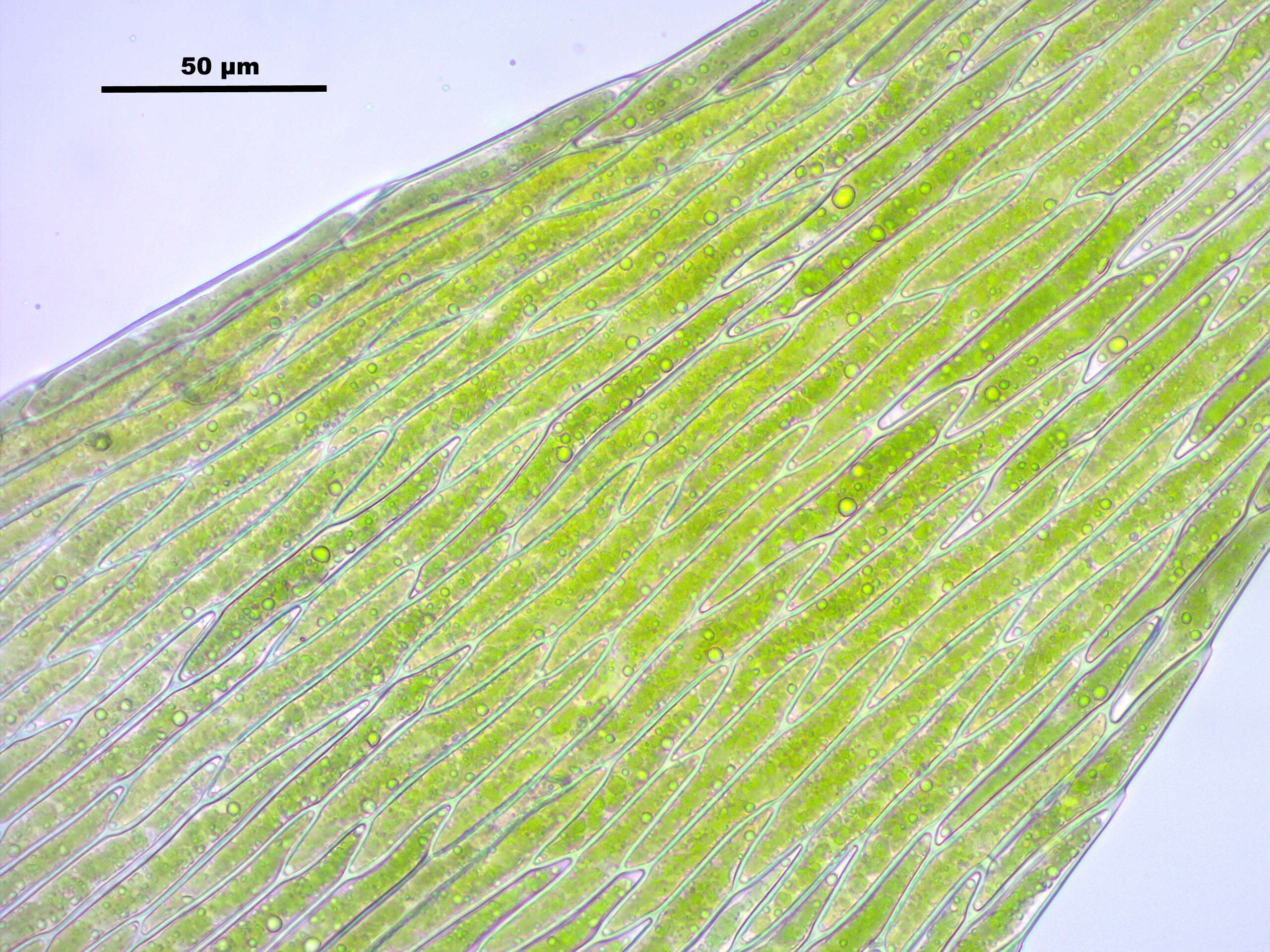 Image of leptodictyum moss