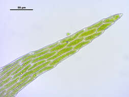 Image of leptodictyum moss