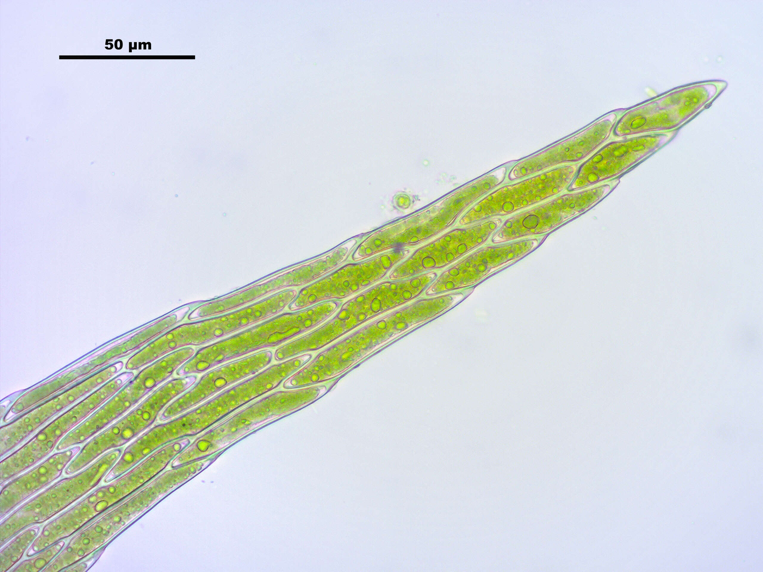 Image of leptodictyum moss