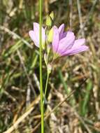 Image of Ixia orientalis L. Bolus