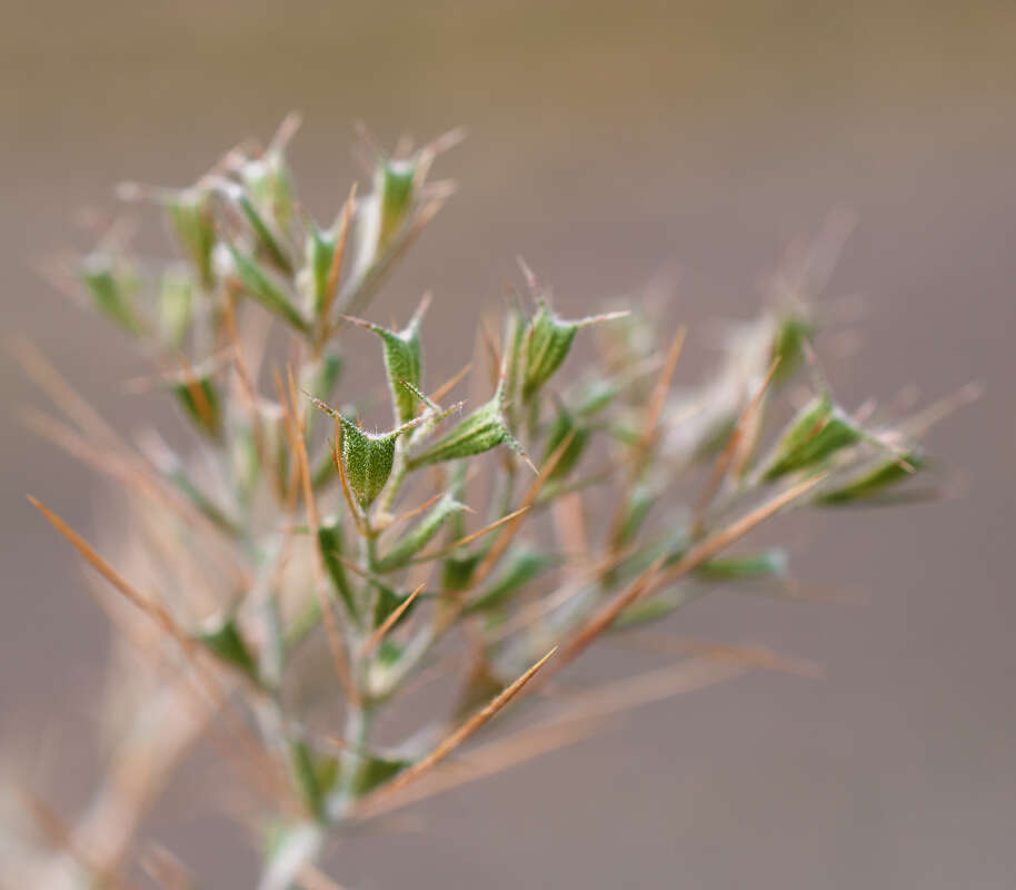 Sivun Ceratocarpus arenarius L. kuva