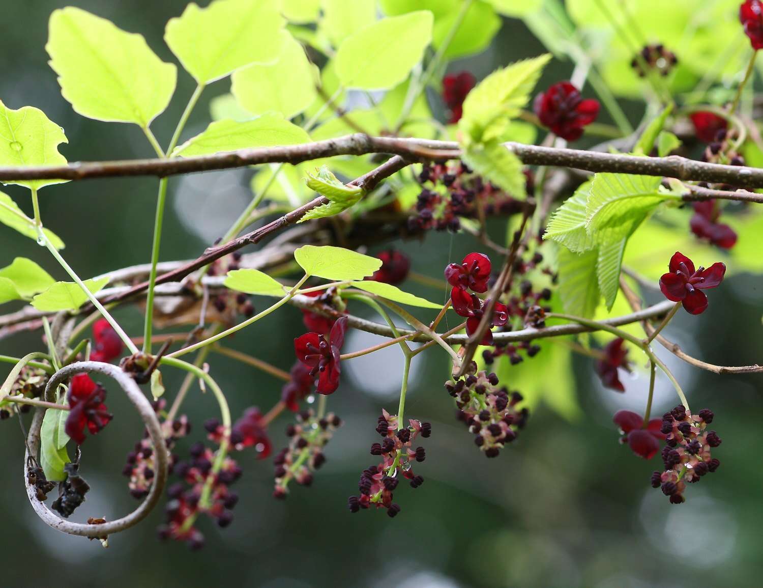 Imagem de Akebia trifoliata (Thunb.) Koidz.