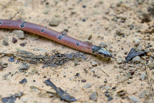 Image of Calliophis maculiceps maculiceps (Günther 1858)