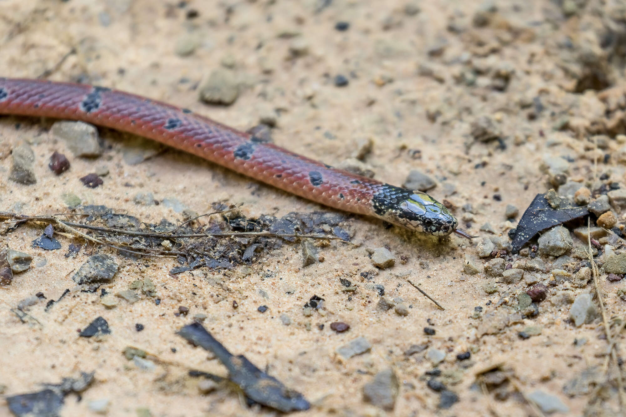 Imagem de Calliophis maculiceps maculiceps (Günther 1858)