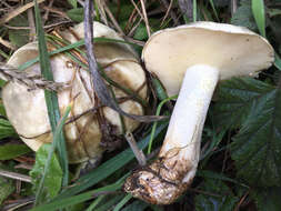 Image of Suillus pungens Thiers & A. H. Sm. 1964