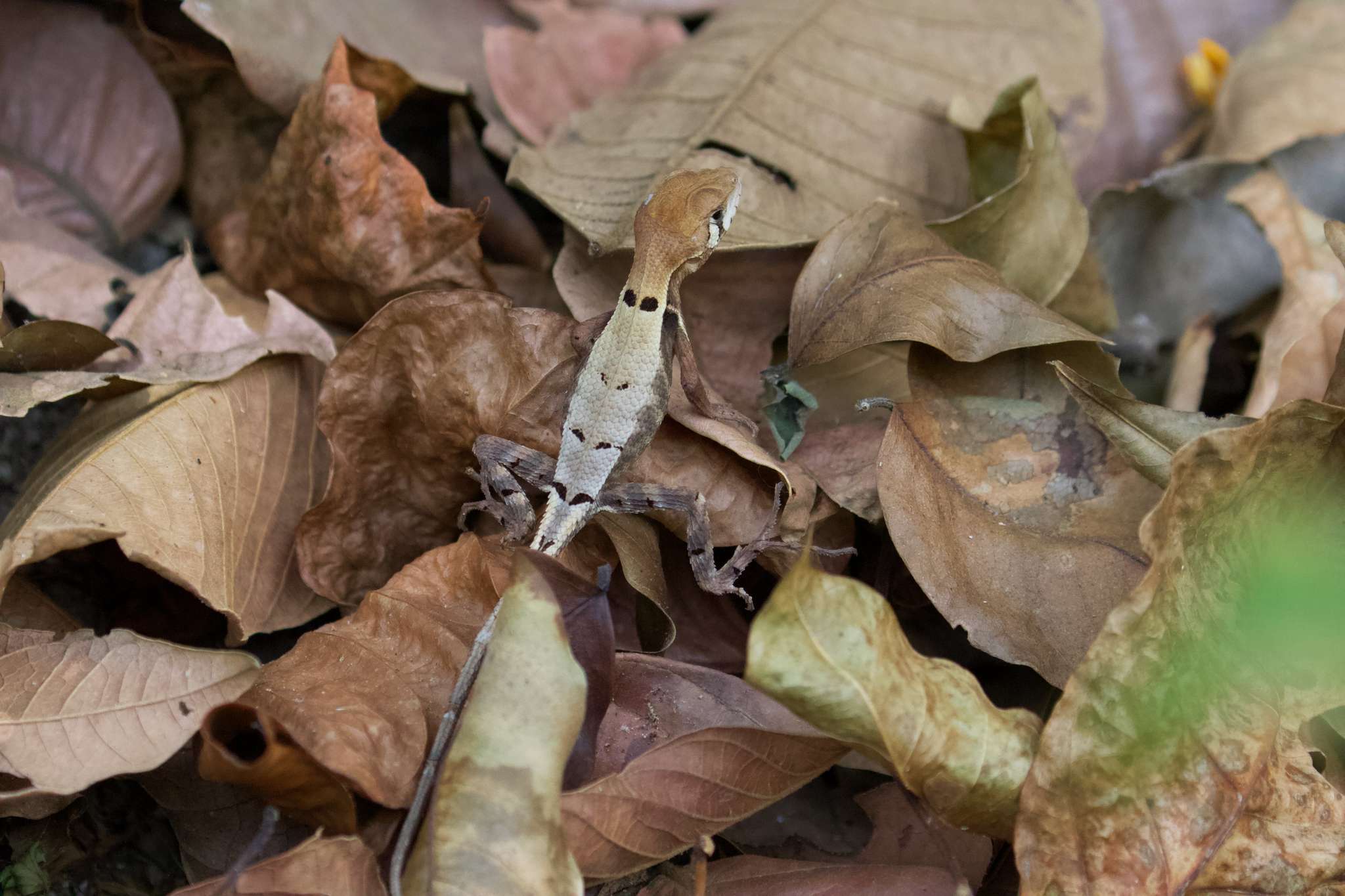 Image de Stenocercus erythrogaster (Hallowell 1856)