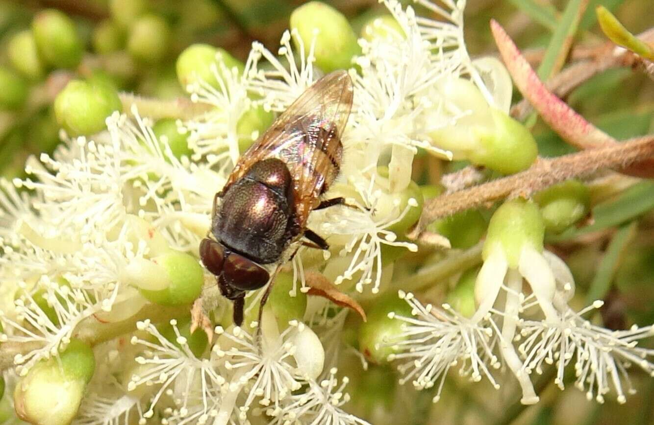 Stomorhina discolor (Fabricius 1794) resmi