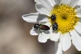 Image of Anthaxia praeclara Mannerheim 1837