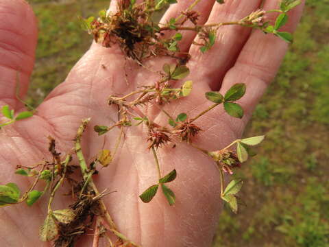 Image of nodding clover