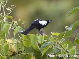 Image of White-shouldered Tanager