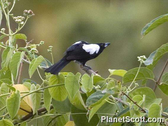 Image of White-shouldered Tanager