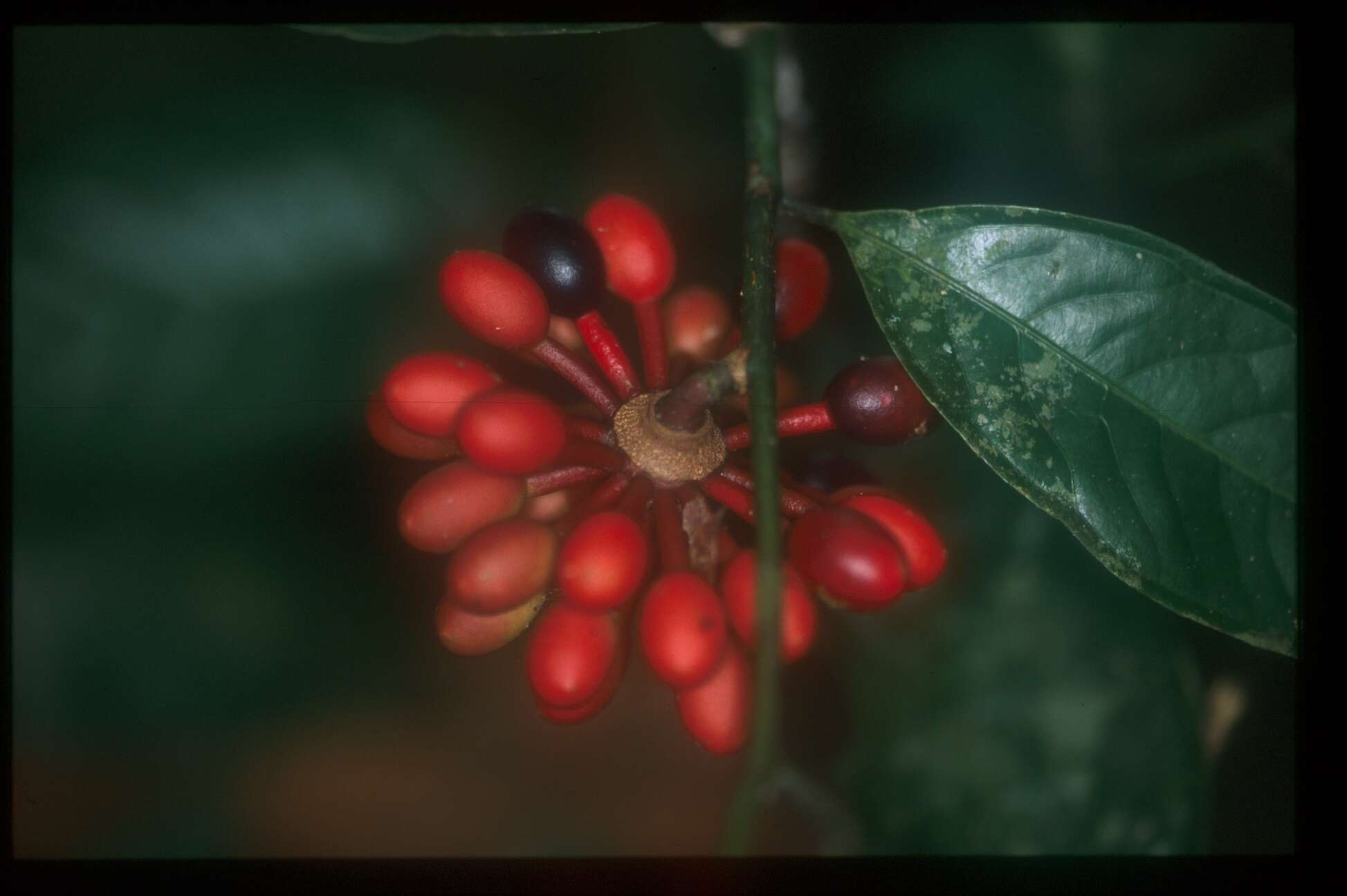 Image of Cremastosperma yamayakatense Pirie