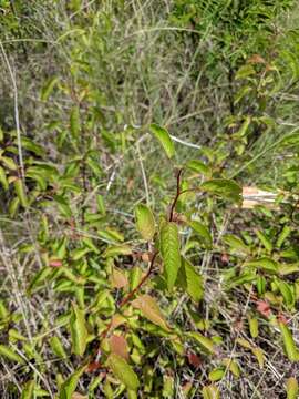 Imagem de Prunus rivularis Scheele