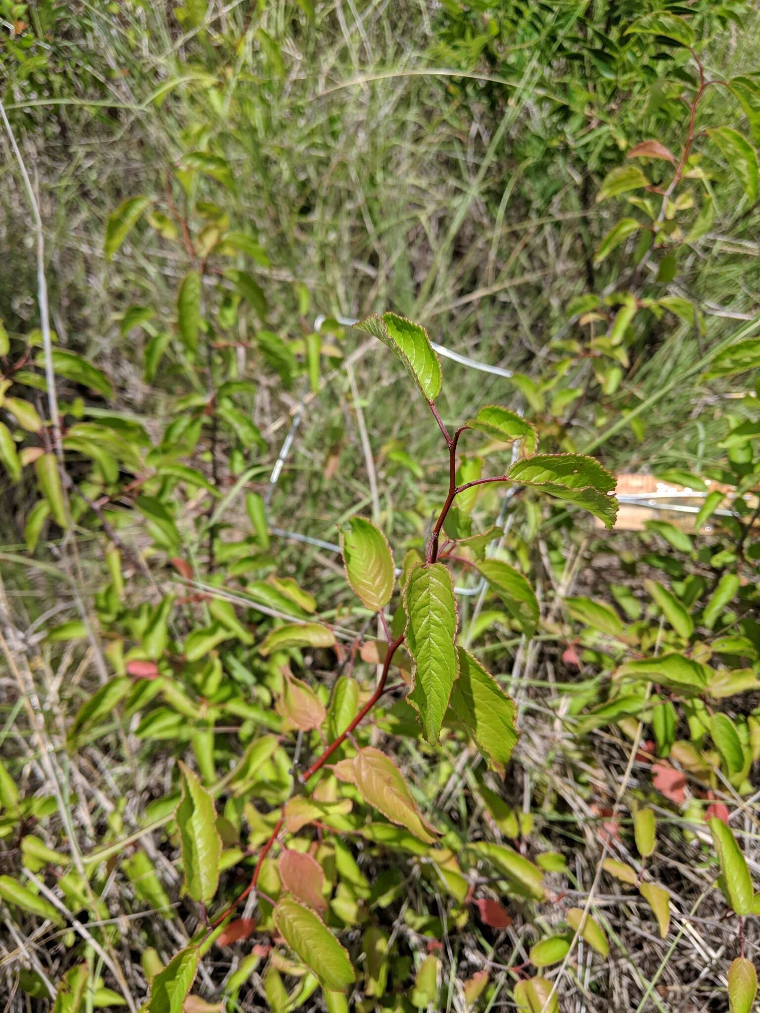 Image of creek plum