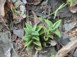 Image of Lenophyllum acutifolium Rose