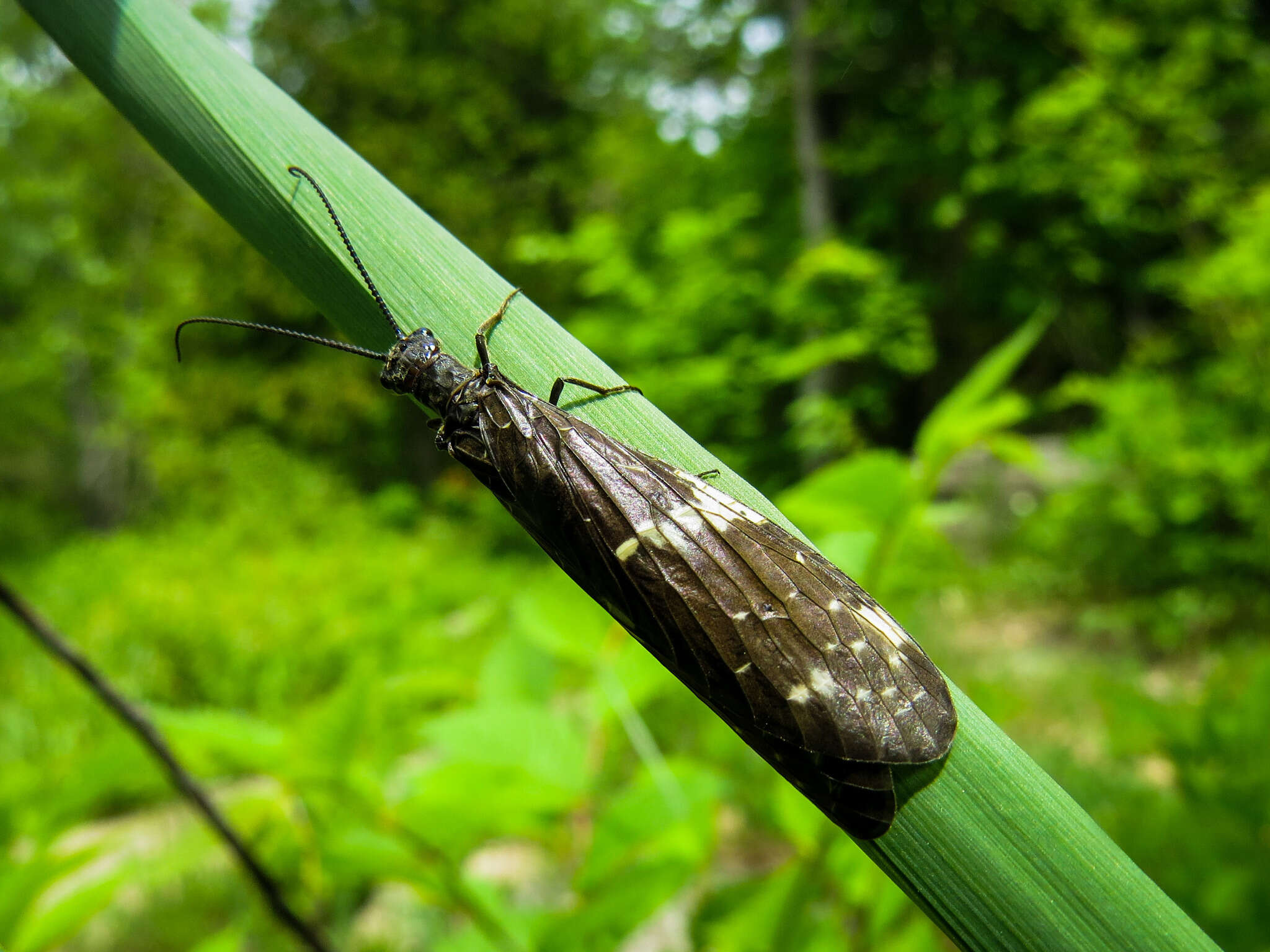 Sivun Nigronia serricornis (Say ex Keating 1824) kuva