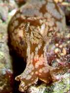 Image of walking sea hare