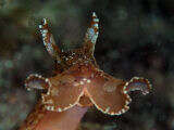 Image of walking sea hare