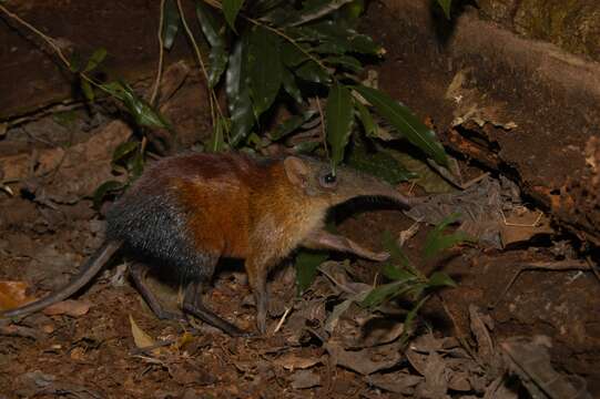 Image of Grey-faced Elephant Shrew