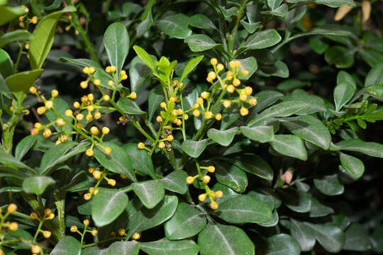 Image of Chinese perfume tree