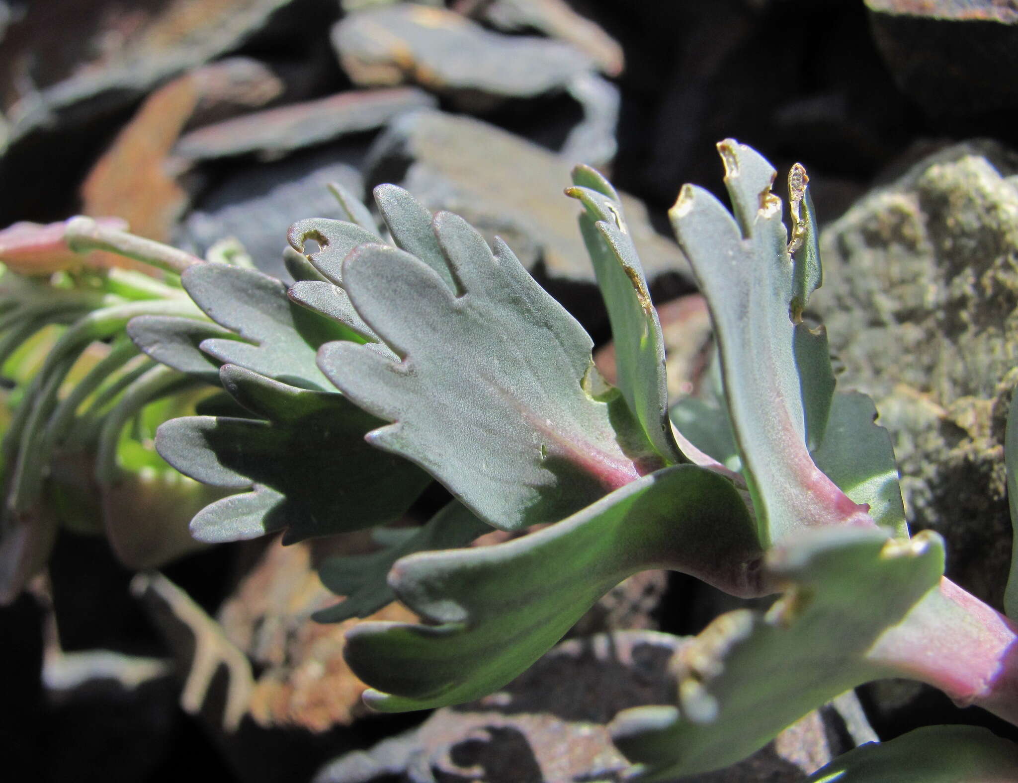 Pseudovesicaria digitata (C. A. Mey.) Rupr. resmi