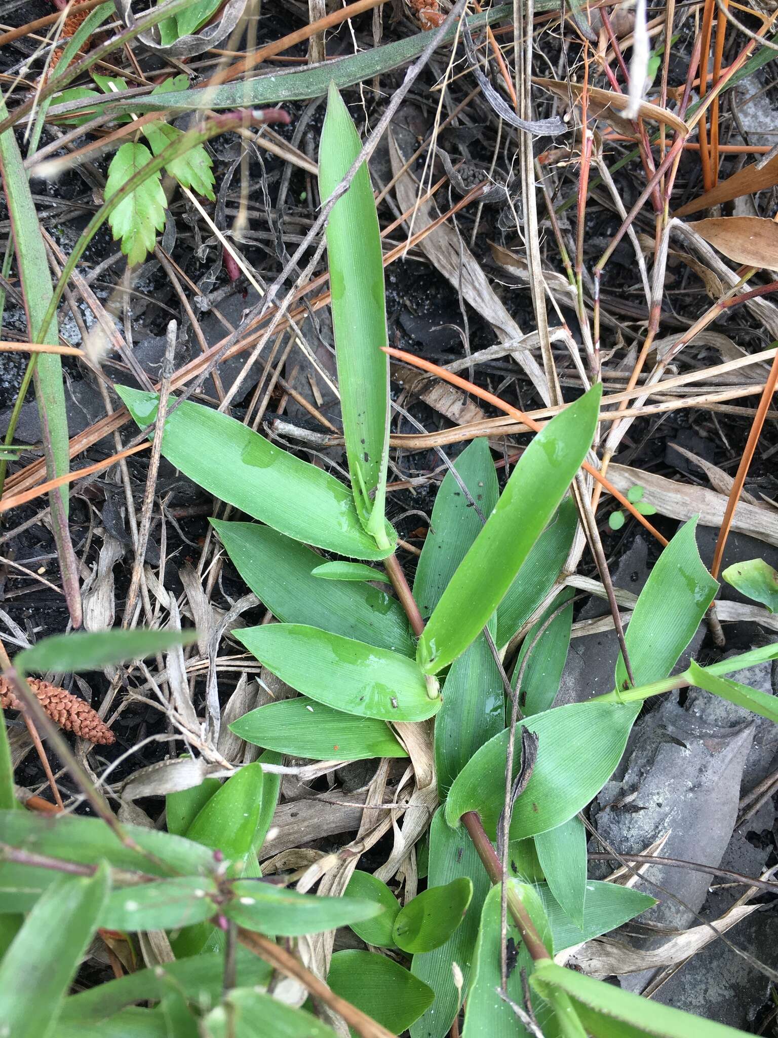 Panicum sphaerocarpon Elliott resmi