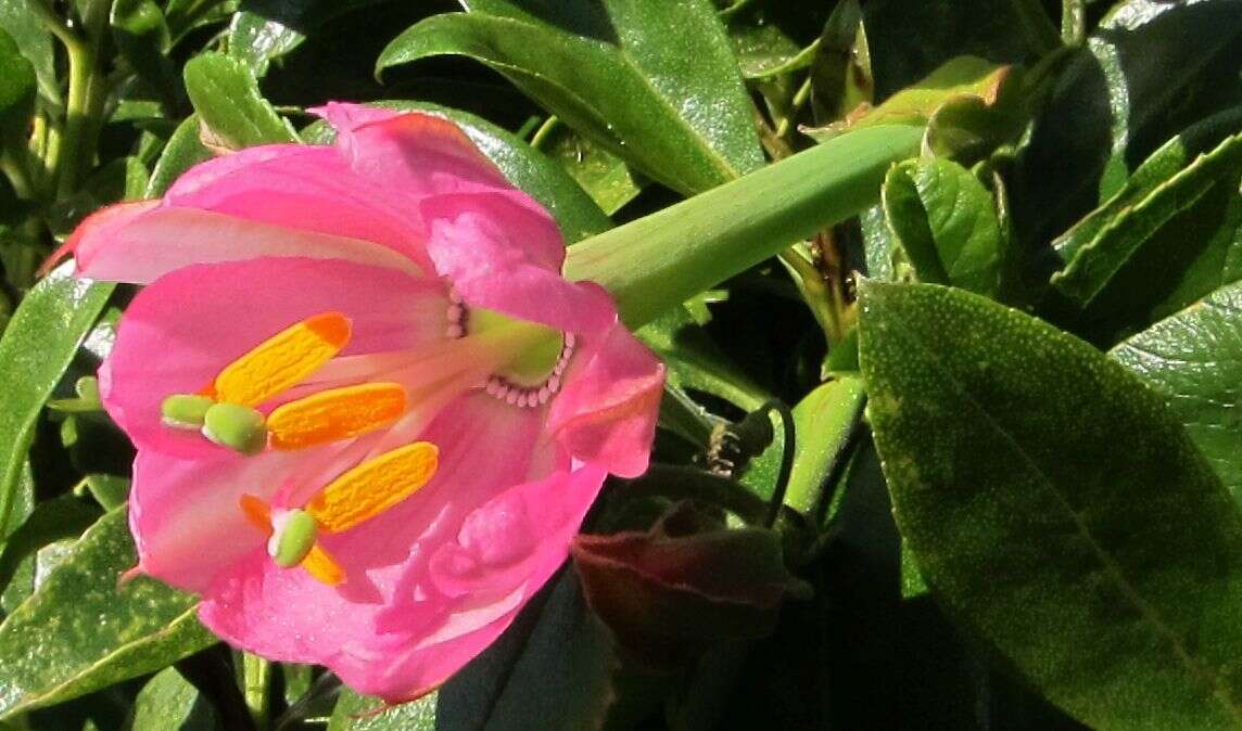 Imagem de Passiflora tripartita var. azuayensis L. B. Holm-Nielsen & P. M. Jørgensen