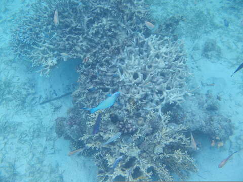 Image of Batavian Parrotfish