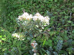 Image of Veronica pinguifolia Hook. fil.