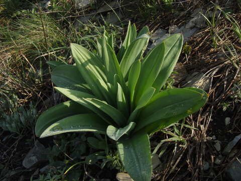 Image of Eremurus tauricus Steven