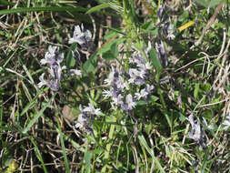 Imagem de Polygala venulosa Sm.