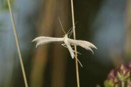 Image of Merrifieldia baliodactylus (Zeller 1841)