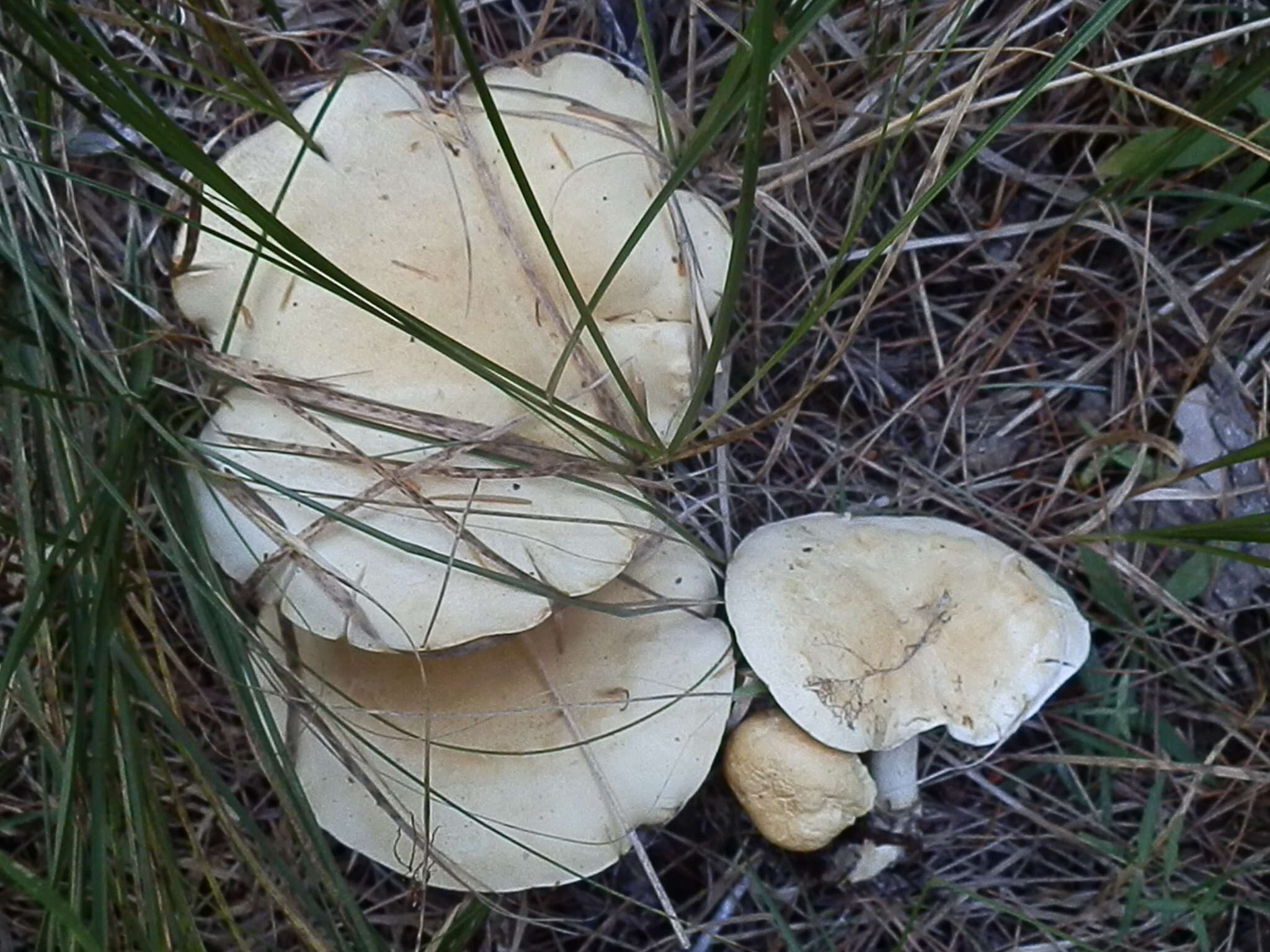 Image of Leucopaxillus paradoxus (Costantin & L. M. Dufour) Boursier 1925