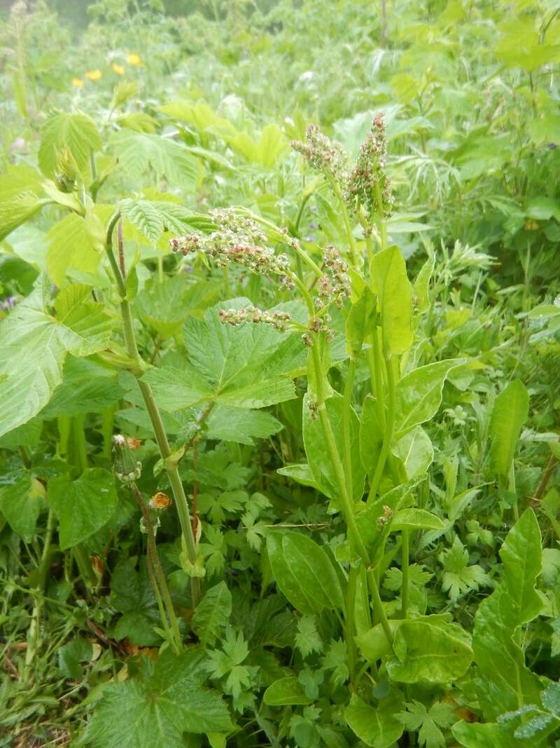 Image of Lapland Sorrel