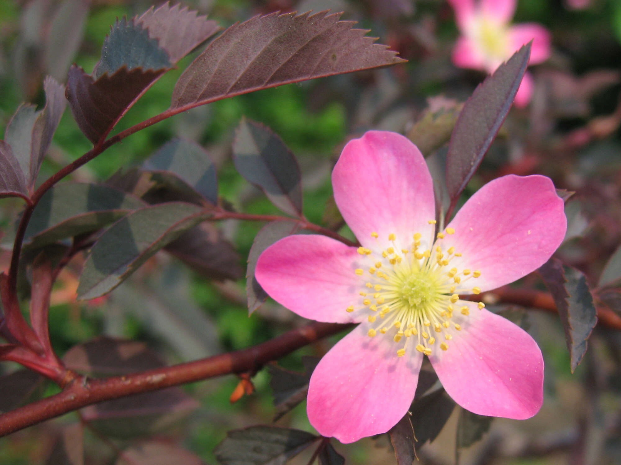 Plancia ëd Rosa glauca Pourret