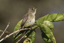 Image of White-throated Flycatcher